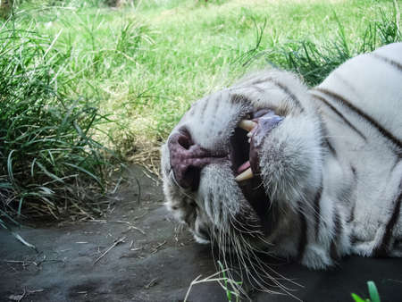 White tiger resting lying on the ground. The tiger is sleeping, the albino tiger.の写真素材