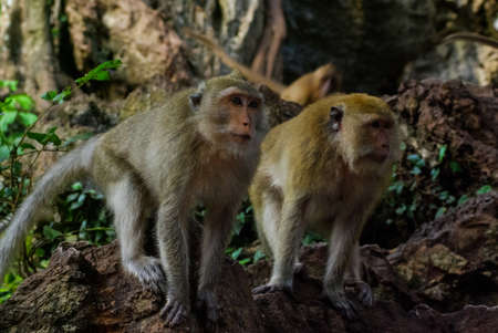 Monkeys in Thailand, monkeys of the order of the monkey in natureの写真素材