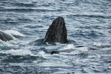 whale in the waters of the Antarctic. A whale in its natural habitat.の写真素材
