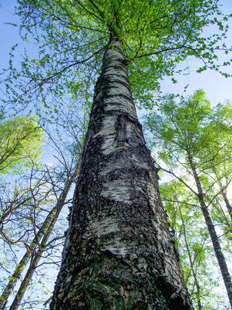 Birch trunk, view of the tree from the bottom up. Birch in the forest against the sky.の写真素材