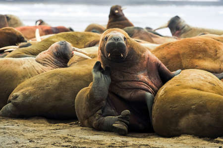 The walrus is in the arctic, the walrus is a pinnipedous mammal in nature.の写真素材