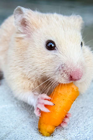 White hamster gnaws carrots. Nutrition hamsters in a cage.の写真素材