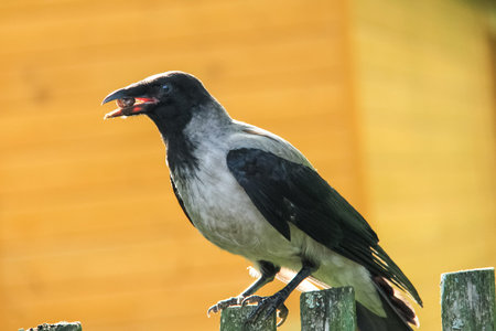 A crow sits on a fence with a nut in its beak.