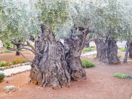 Olive tree in a park in jerusalem. Olive tree in a park in jerusalem.の写真素材