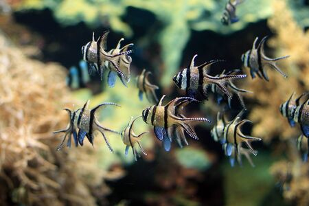 Tropical fishesの写真素材