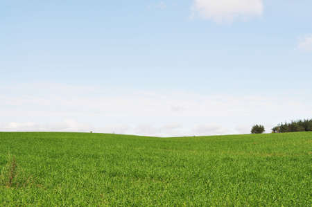 Green field and blue sky with cloudsの写真素材
