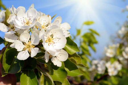 Pear blossom in spring garden in sunlight (backgrounds - concept)
