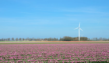 Fantastic landscape with windmills and tulip fieldの写真素材