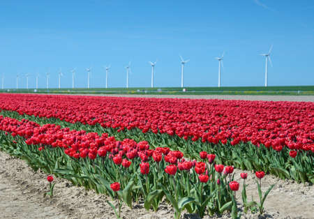 Fantastic landscape with windmills and tulip fieldの写真素材
