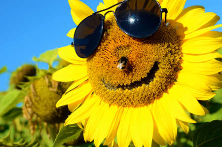 Fabulous landscape of sunflower with and face with a smile and sunglasses against the blue sky (optimism, joy, happiness, enthusiasm, ANTI-CRISIS, antidepressant - concept)の写真素材