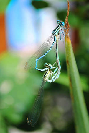 dragon-flyの写真素材