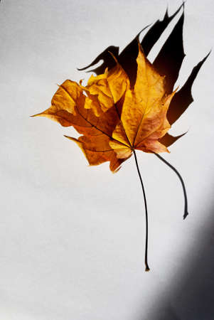Yellow autumn leaf with mystic shadow (fear, horror, neuroses, enuresis, anxiety - concept)の写真素材