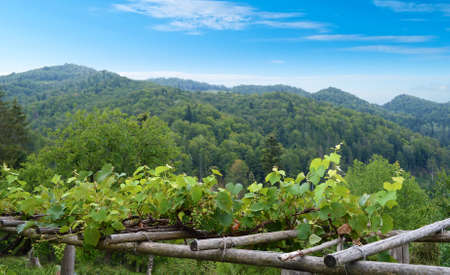 Vineyard on a background of mountainsの写真素材