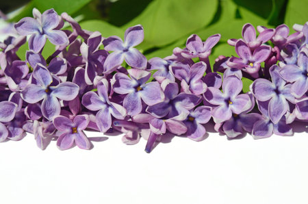Blossom lilac flowers with place for label