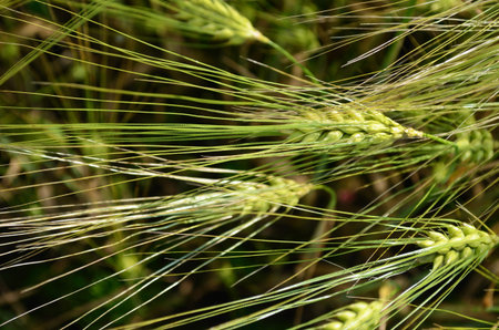 Scenic landscape with ears of barley close-up