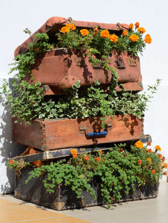 Flower beds in an old suitcase (travel, travel, travel agency, decor - concept)の写真素材