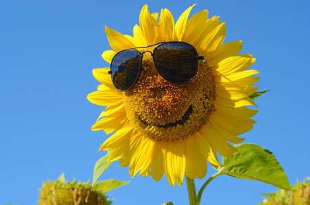 Fabulous landscape of sunflower with and face with a smile and sunglasses against the blue sky (optimism, joy, happiness, enthusiasm, ANTI-CRISIS, antidepressant - concept)の写真素材