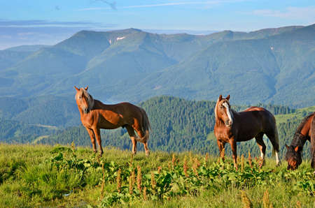 Two horses on pasture on background of mountains (couple, love, caring, family - concept)の写真素材