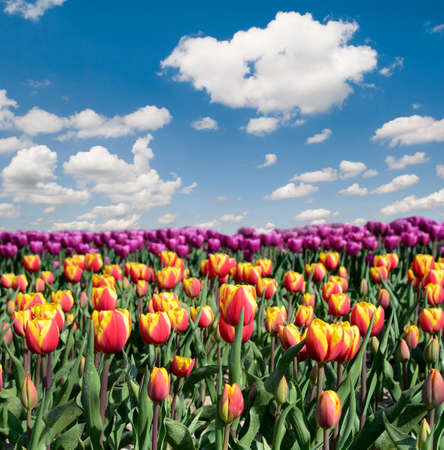 Fantastic landscape with colorful flowers tulips against the sky (relaxation, meditation, stress reduction, background - concept)の写真素材