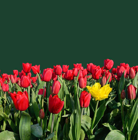 Beautiful flowers tulips with a background for an inscription (relaxation, greeting card, poster, alternative - concept)の写真素材