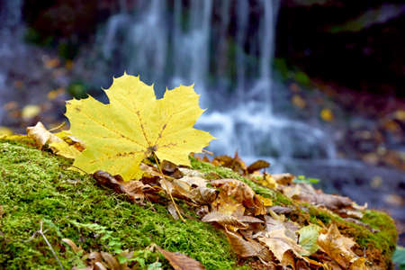 Fabulous landscape of the maple leaf on a rock with moss on the background of a waterfallの写真素材