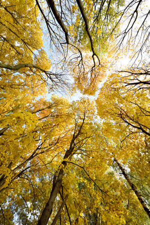 The picturesque landscape with tree trunks against the sky in sunlight (meditation, relaxation, harmony - Concept)の写真素材
