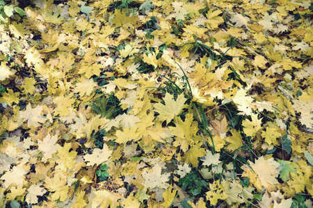 Many fallen yellow maple leaves. Vintage effect.の写真素材