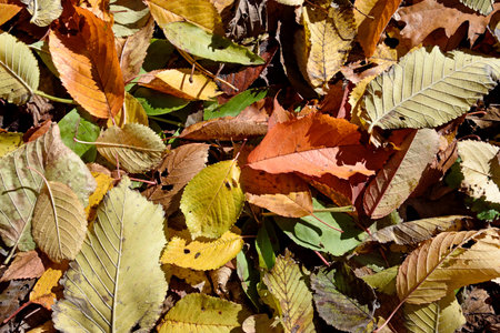 Natural autumn background with fallen leaves