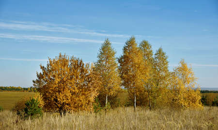 Beautiful autumn landscape with birches in the fieldの写真素材