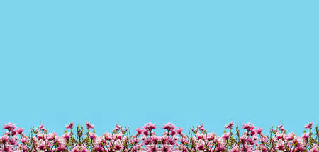 Beautiful natural background with flower magnolia for greetings (frame, postcard, spring, price,  wedding invitation, love - concept).の写真素材