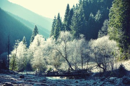 Magical winter landscape with trees in frost. vintage effect