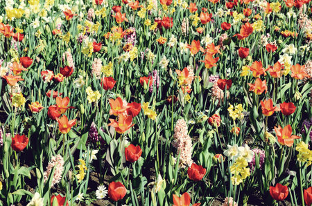 Bright cauliflower background with spring flowers (anti-stress, joy, inspiration - concept)