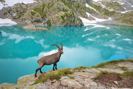 Mountain goat near Emerald Lake in the French Alps near the Lac Blanc massifの写真素材