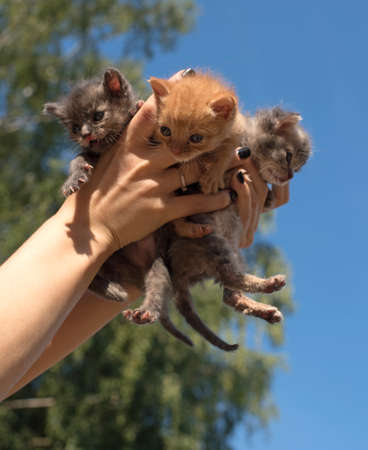 Three cute little kittens in hand against the skyの写真素材