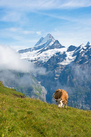 Cow eating flowers in the meadow in the Swiss Alps, Europe.の写真素材