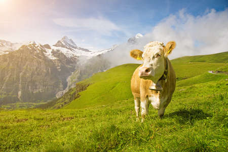 Fascinating landscape with a cow in the mountains in the mist of clouds. Swiss Alps, Europe in sunlightの写真素材