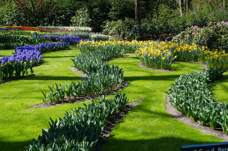 Amazing landscape with colorful flower beds and flower patterns in the park Keukenhof, Holland, Europe.の写真素材