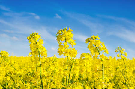 Fabulous spring landscape with flowers of rape middle of the fieldの写真素材