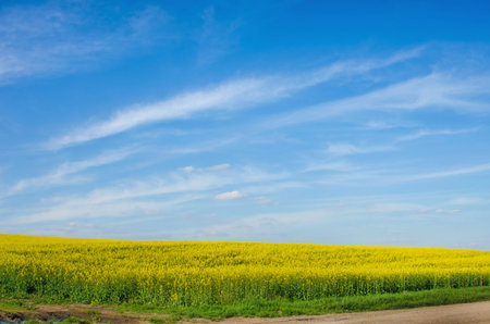Bright cheerful spring landscape with yellow rape field against the sky with bands of clouds