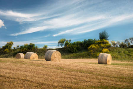 Beautiful harmonious landscape with twisted haystacks in the field in Tuscany, Italy. (Crop, welfare - concept)の写真素材