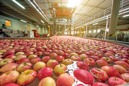 The process of washing apples in a fruit production plantの写真素材