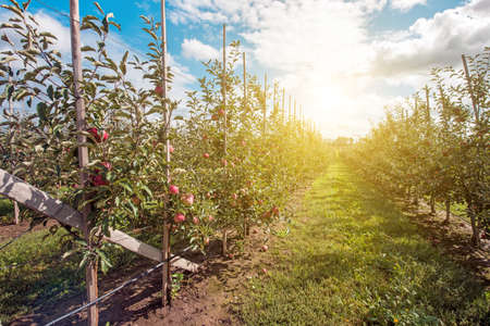 Beautiful optimistic landscape with apples in the apple garden in sunlightの写真素材