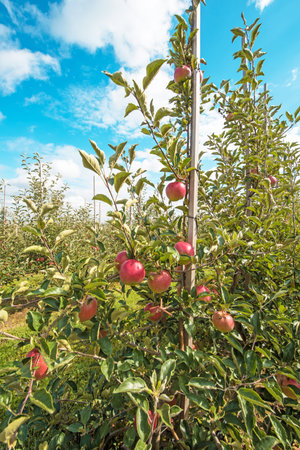 Beautiful optimistic landscape with apples in the apple garden