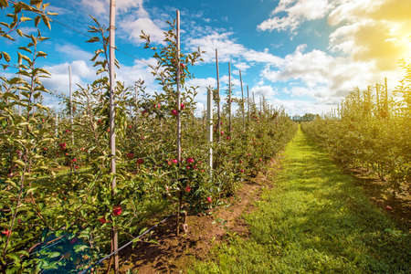 Beautiful optimistic landscape with apples in the apple garden at sunny dayの写真素材