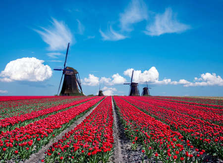 Beautiful magical spring landscape with a tulip field and windmills in the background of a cloudy sky in Holland. Charming places.の写真素材