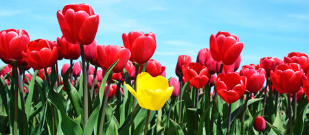 Beautiful flowers tulips against the sky (relaxation, special, exclusive, alternative - concept)の写真素材
