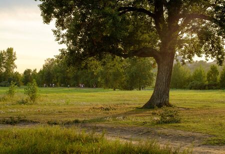 Poplar Park in the city of Krasnoyarskの写真素材