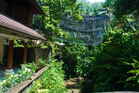 Thickets Of Ubudの写真素材
