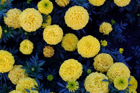 Round yellow flowers on a dark blue background foliageの写真素材