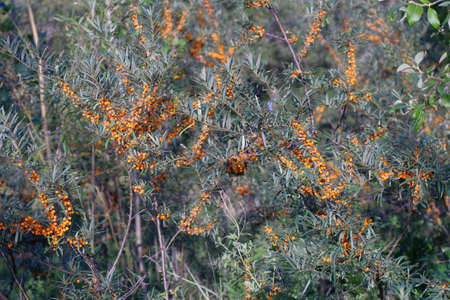 Branches of sea-buckthorn with ripe orange berriesの写真素材